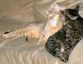 Re: Talkative Cats