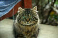 Re: Feral Cat Hunting