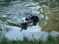 Re: Summer Pet Photos 2010