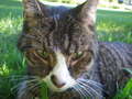 Re: Summer Pet Photos 2010