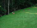 Re: Summer Pet Photos 2010