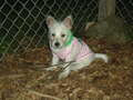 Re: Summer Pet Photos 2010
