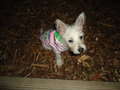 Re: Summer Pet Photos 2010