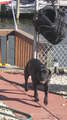 Re: Summer Pet Photos 2010