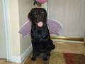 Re: Summer Pet Photos 2010