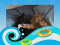 Re: Summer Pet Photos 2010