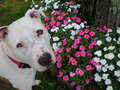 Re: Summer Pet Photos 2010
