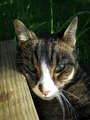 Re: Summer Pet Photos 2010