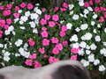 Re: Summer Pet Photos 2010