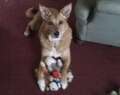 Re: Summer Pet Photos 2010