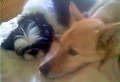 Re: Summer Pet Photos 2010