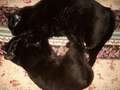 Re: Summer Pet Photos 2010