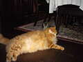 Re: Summer Pet Photos 2010