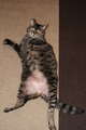 Re: Summer Pet Photos 2010