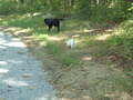 Re: Summer Pet Photos 2010