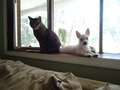 Re: Summer Pet Photos 2010