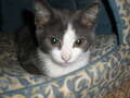 Re: Summer Pet Photos 2010