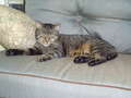 Re: Summer Pet Photos 2010