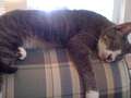 Re: Summer Pet Photos 2010