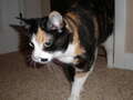 Re: Summer Pet Photos 2010