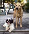 Re: Summer Pet Photos 2010
