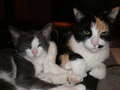 Re: Summer Pet Photos 2010