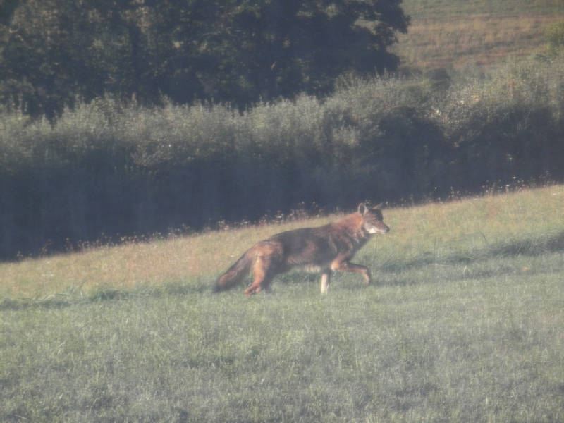 Coyotes In Nj. Coyotes in our Backyard