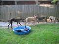 Re: Greyhounds and friends, photos and more Re: Greyhounds and friends, photos and more