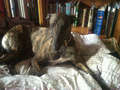 Re: Greyhounds and friends, photos and more Re: Greyhounds and friends, photos and more