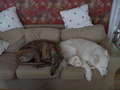 Re: Greyhounds and friends, photos and more Re: Greyhounds and friends, photos and more