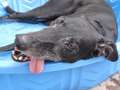 Re: Greyhounds and friends, photos and more Re: Greyhounds and friends, photos and more