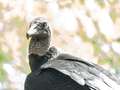 Re: Turkey vultures