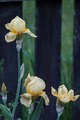 Re: 2013 Spring Flower Pictures Re: 2013 Spring Flower Pictures