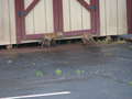 Re: Small Fox Sighting