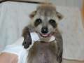What to do if you find an injured/abandoned wild animal