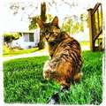 Re: Missing Cat - East Prospect St Hackettstown