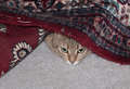 Re: Spring/Summer 2013 Pet Photos Re: Spring/Summer 2013 Pet Photos