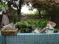 Re: HL Plant Exchange 2013 - Saturday 5/18