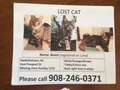 Missing Cat - East Prospect St Hackettstown
