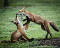 Re: Small Fox Sighting