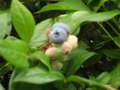 Re: Is it blueberry season yet?