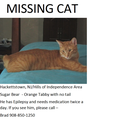 Missing Cat - Orange Tabby with no tail