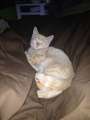 Re: LOST small light orange CAT, Christopher St.