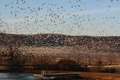 Re: Thousands of Snow Geese invaded Broadway NJ