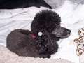 Re: Lost Black Poodle - Happy Tails - (FOUND)