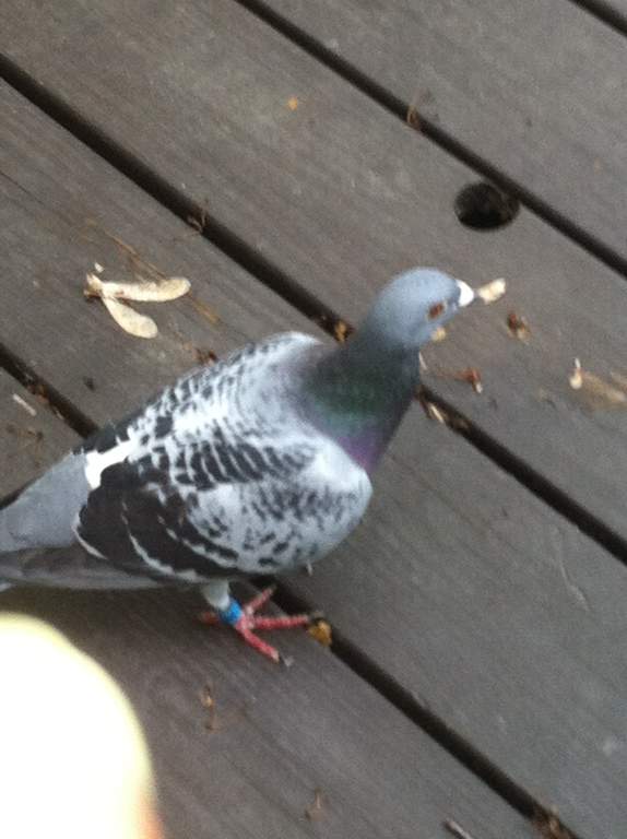 Anyone missing their homing pigeon? Hackettstown NJ