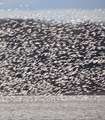 Re: Thousands of Snow Geese invaded Broadway NJ