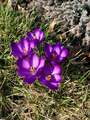 Re: 2016 Spring Flower Pictures