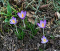 2016 Spring Flower Pictures