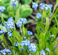 Re: 2016 Spring Flower Pictures